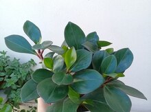 Dibçək gülü "Peperomia"