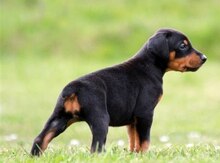 Doberman