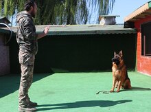 İtlərin təlimi və saxlanılması