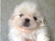 Pekines karlik