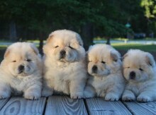Chow Chow