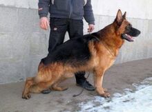 Alman ovçarkası