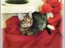 Котенок в добрые руки