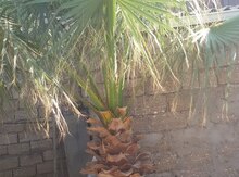 Palma ağacı