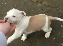 Pitbul balası