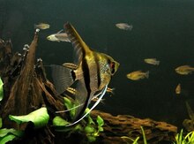 Akvarium balıqları
