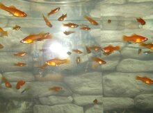 Akvarium balıqları