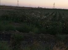 3300 sot torpaq sahəsi,Ələt-Salyan yolu
