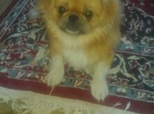 Pekines