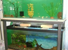 Akvarium və altlıq