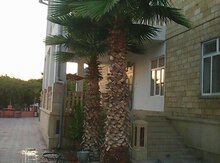 Palma ağacı
