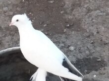 Göyərçinlər