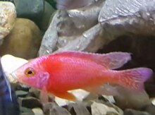 "Fair Fish" balığı