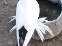 Göyərçinlər