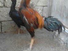 Heyratı xoruz