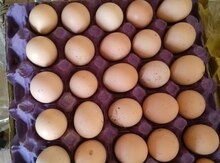 Brama yumurtası