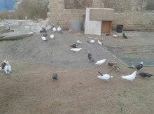 Göyərçin