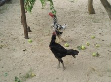 Heyrati xoruz