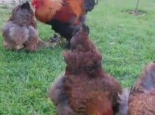 Brama