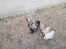 Brama xoruzu