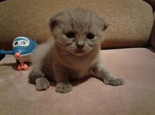 Шотландские прямоухие котята