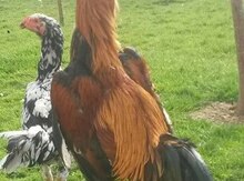 Heyratı balaları
