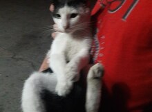 Pişik