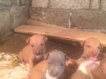Pitbul balaları