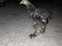 Dark brama beçələri