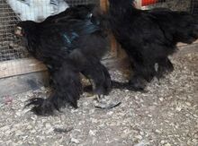 Black brama