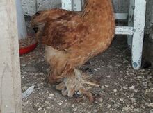 Buff Brahma