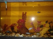 Akvarium