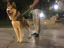 Haski (Cütləşdirmək üçün)