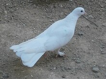 Göyərçin