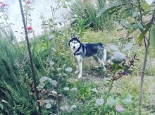 Haski