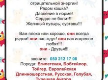 Отдам в добрые руки котят