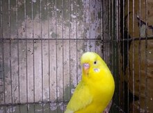 Tutuquşu