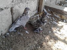 Göyərçin