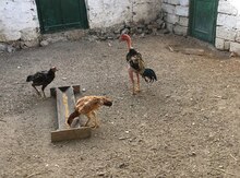 Heyratı cucələr