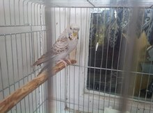 Tutuquşular