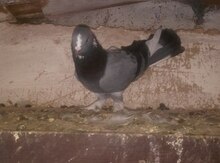 Göyərçinlər