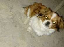 Pekines