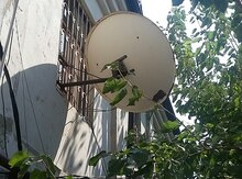 Peyk antenı