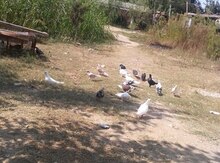 Göyərçin