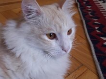 Кошка в добрые руки