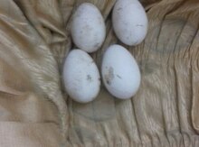 Xalmaqor qazı yumurtaları