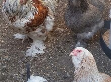 Brama toyuqları və ördəklər