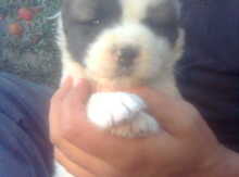 Terrier