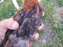 Yaponka cücələri