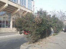 12 sot torpaq sahəsi, H. Əliyev pr. 21